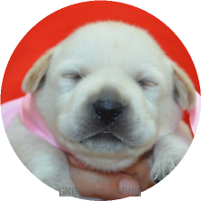 ピンク女の子(母犬サファイア)